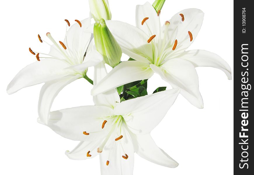 White lilies isolated on white background. White lilies isolated on white background