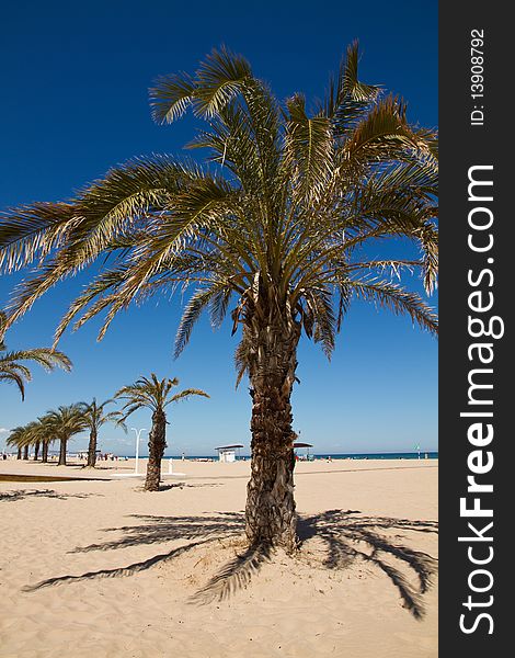 Palm tree on the beach