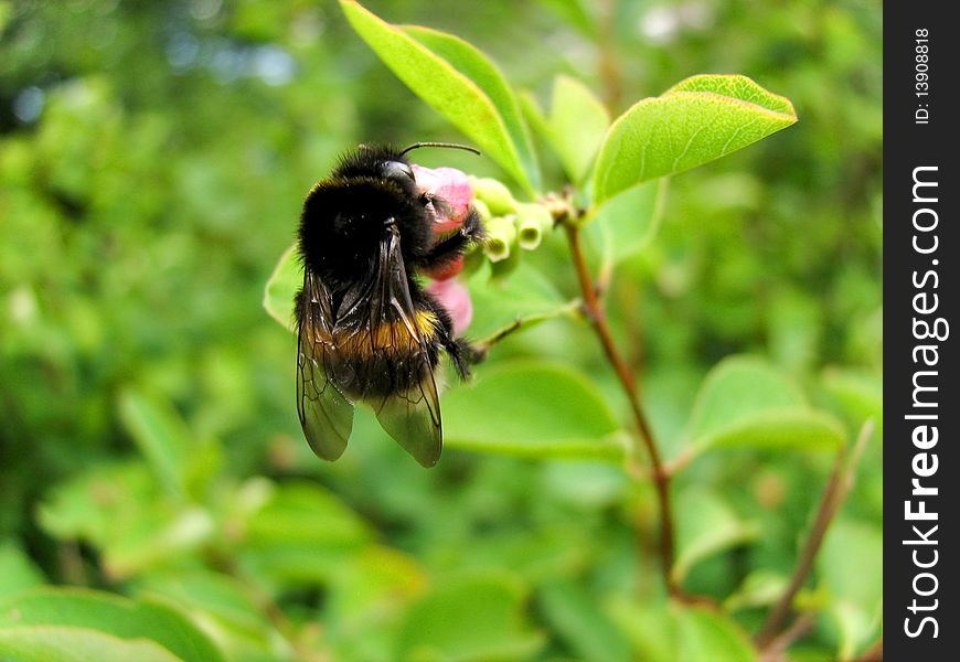 A bumble-bee eats pollen