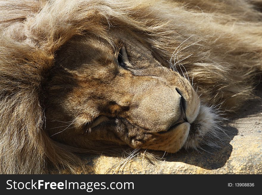 Detail of sleeping lion