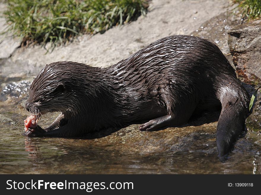 Eating oriental Small-clawed Otter