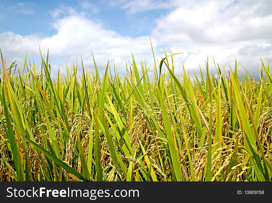 Ricefield in a tropical country ready for harvest