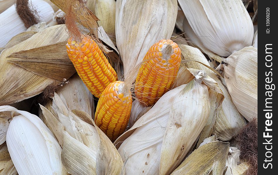 Opened corn around corns in agriculture land