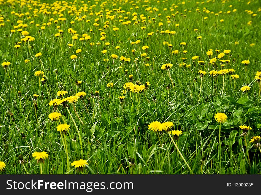 A field of dandelions. Background. Landscape