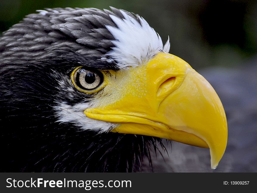 Wildife eagle or (Haliaeetus pelagicus)
