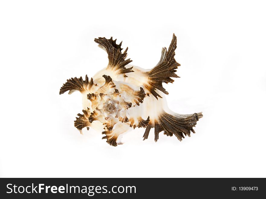 Sea cockleshells with shoots on a white background