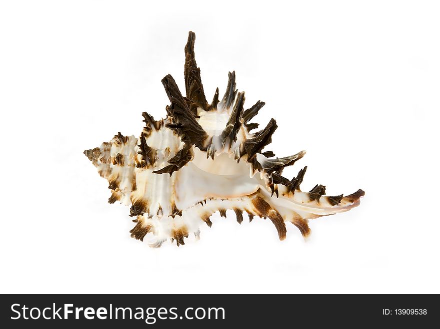 Sea cockleshells with shoots on a white background