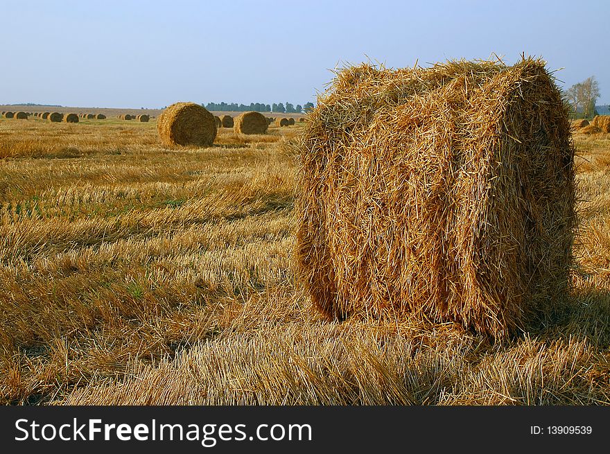 Haymaking At The End Of Summer