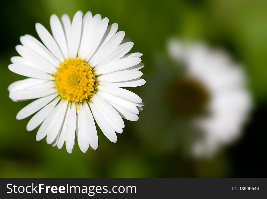 Daisies under the morning light. Daisies under the morning light