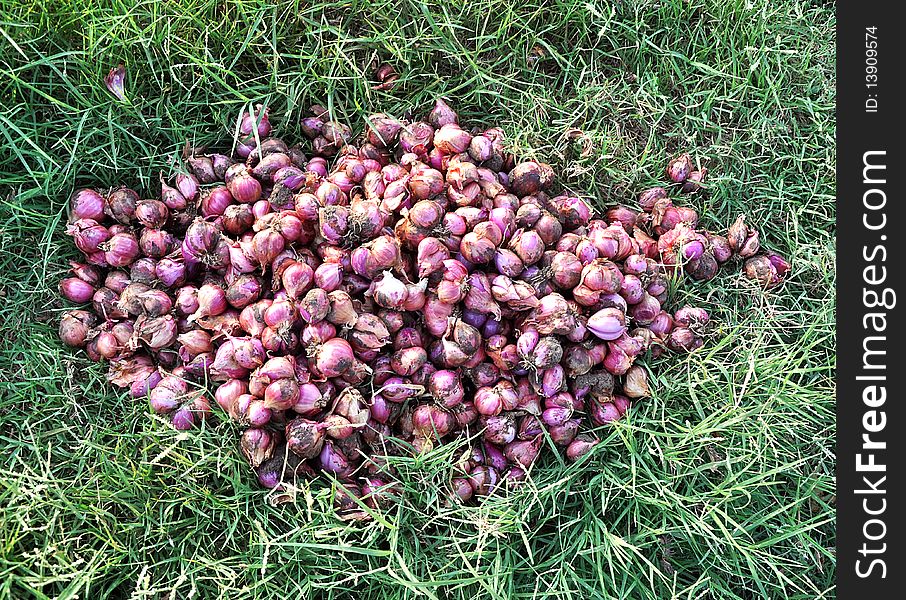 Fresh onion in grass land