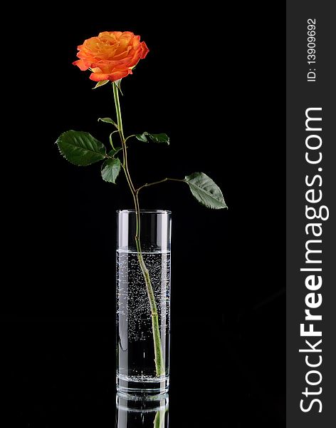 Single orange rose on black background