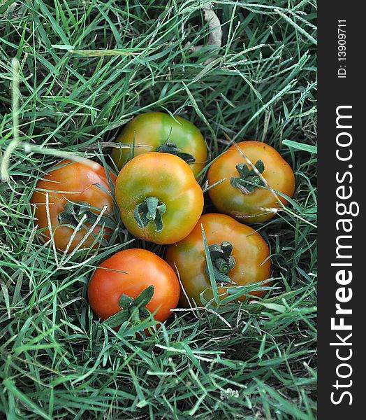 Fresh tomatoes in grass land