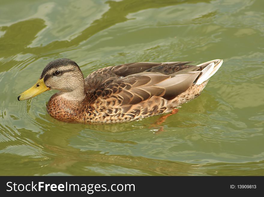 Swimming duck with dark feather