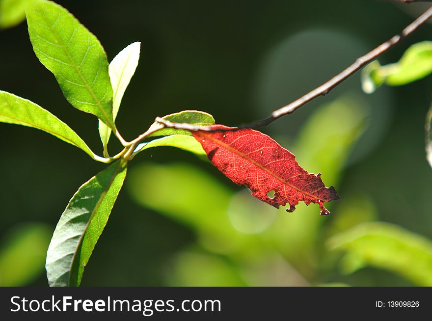 Red And Green Leaves