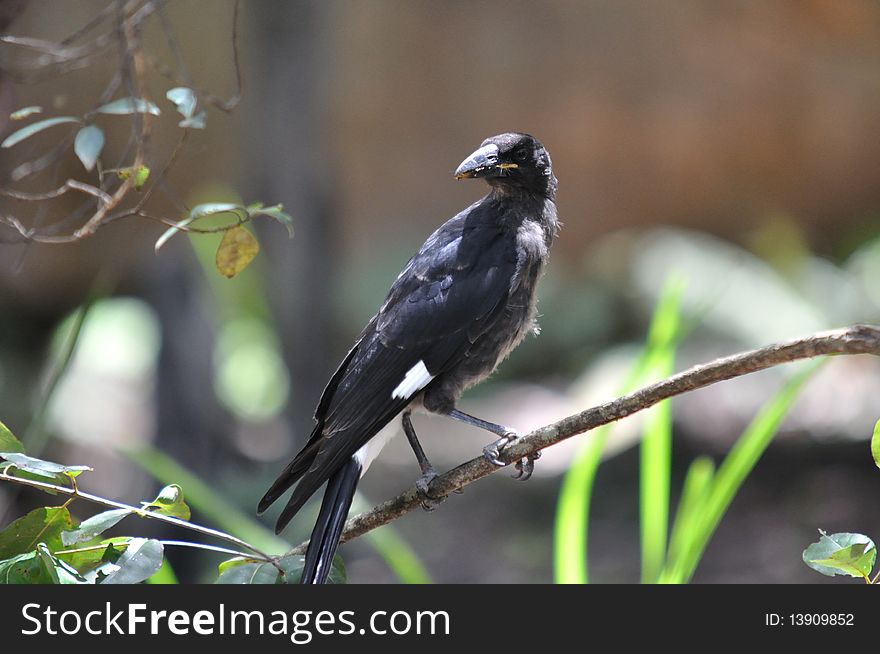 This is taken in Churchil Farm in Australia, it is a child crow. This is taken in Churchil Farm in Australia, it is a child crow