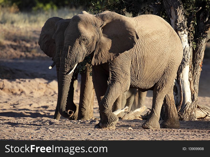 Desert elephants in dried out river bed, Twyfelfontein, Damaraland, Namibia, SW Africa. Desert elephants in dried out river bed, Twyfelfontein, Damaraland, Namibia, SW Africa