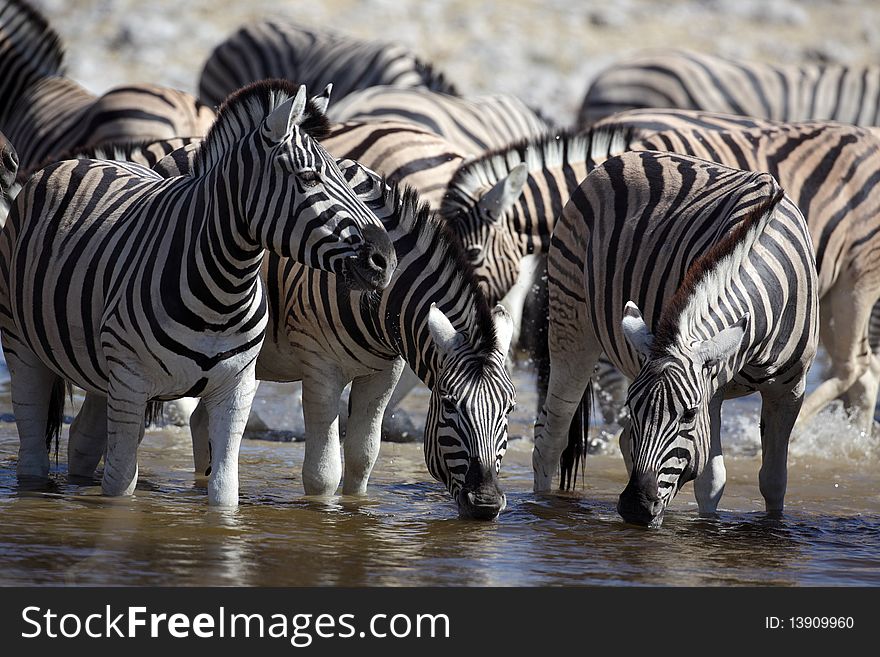 Common or plains zebra, Etosha National Park, Namibia, SW Africa. Common or plains zebra, Etosha National Park, Namibia, SW Africa