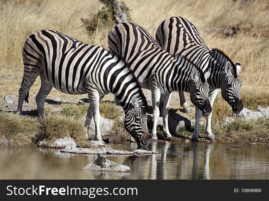 Zebras Drinking At A Waterhole