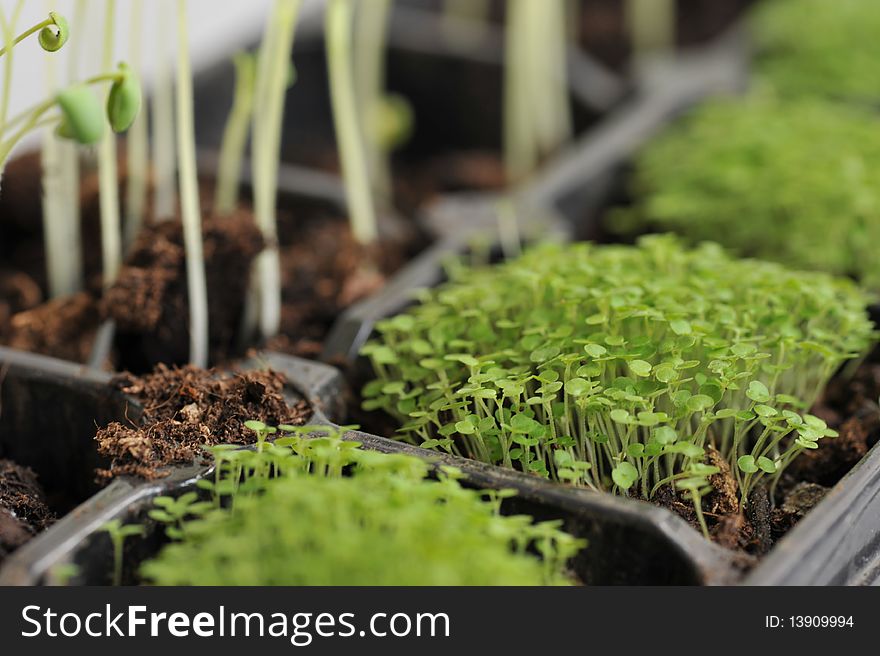 Seedlings in a plastic container.