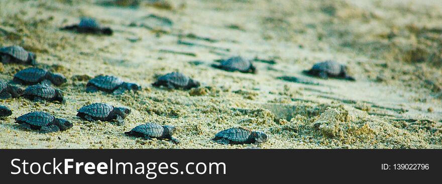 Hatchling sea turtles making their way to the ocean along the beach in hopes of avoiding pitfalls and predators with a promise of adult life. Hatchling sea turtles making their way to the ocean along the beach in hopes of avoiding pitfalls and predators with a promise of adult life.