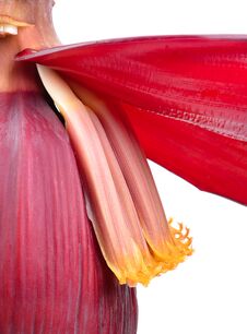 Banana Blossom/flower And Ripe Banana On White Background Stock Image
