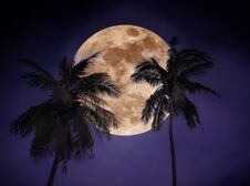 Landscape Of Sky With Super Moon Behind Coconut Palm. Serenity Background Stock Photography