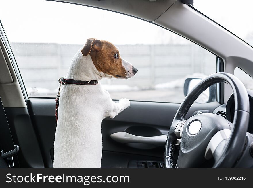 A dog in the closed car looks out of the window. Back view. Closeup
