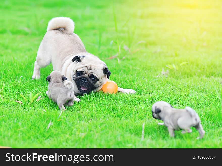 Pug family in green lawn