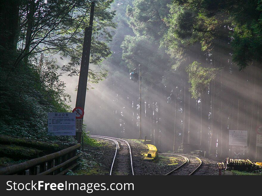 Sunlight in forest before sunset.