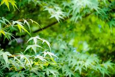 Green Leaves Texture Background, Natural Wallpaper Royalty Free Stock Photos Green Leaves Texture Background, Natural Wallpaper Royalty Free Stock Photos
