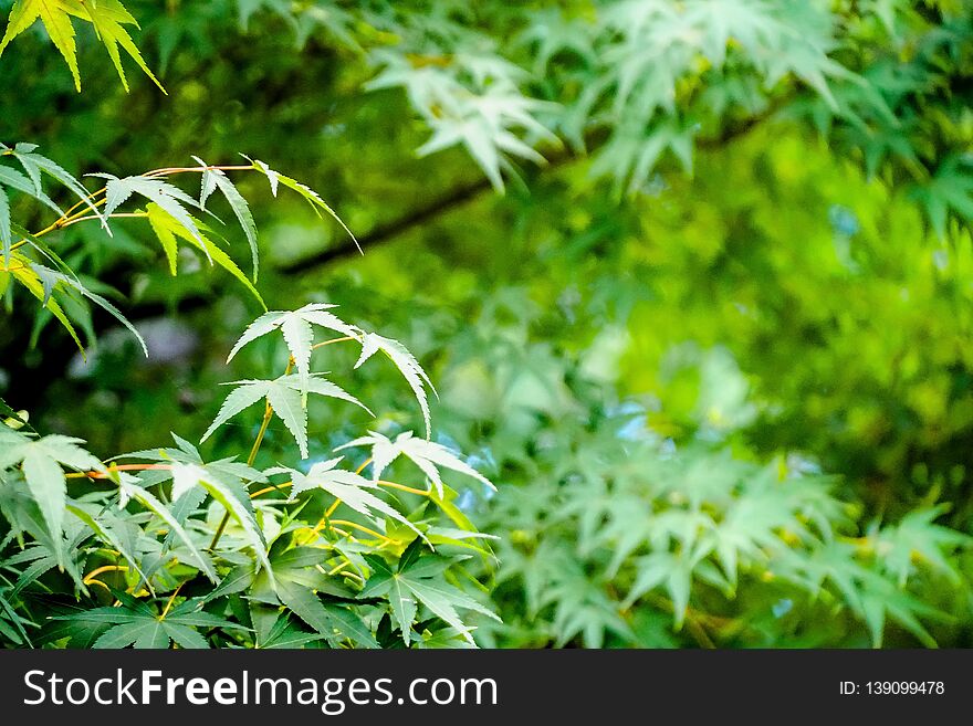 Green leaves texture background, Natural wallpaper.