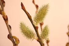 Expanded Pussy Willow Buds Royalty Free Stock Images