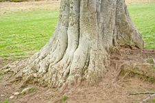 Tree Roots. Royalty Free Stock Image Tree Roots. Royalty Free Stock Image