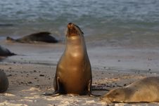 Sea Lion Stock Images Sea Lion Stock Images