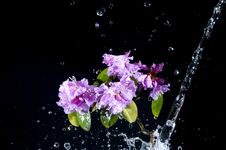 Flower With Water Stock Image Flower With Water Stock Image