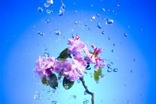 Blossom Pink Flower Stock Images Blossom Pink Flower Stock Images