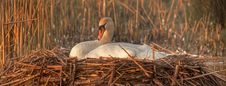 Swan Mute Nesting Stock Photo Swan Mute Nesting Stock Photo