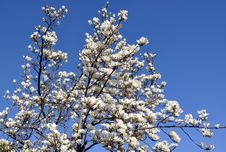 Blossoming Magnolia Tree Royalty Free Stock Photo Blossoming Magnolia Tree Royalty Free Stock Photo