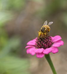 Worker Bee Collecting Pollen From Pink Flower Royalty Free Stock Photography