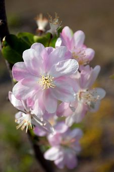 Plum Blossom Stock Images Plum Blossom Stock Images