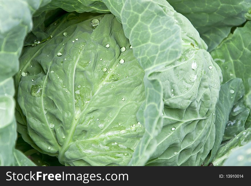 Cabbage with drops of water