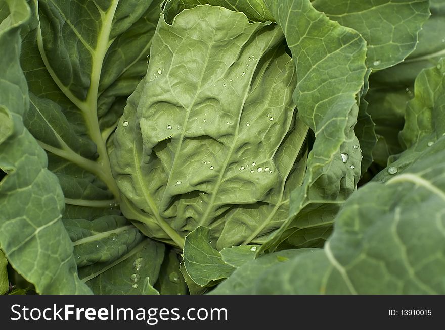 Cabbage with drops of water