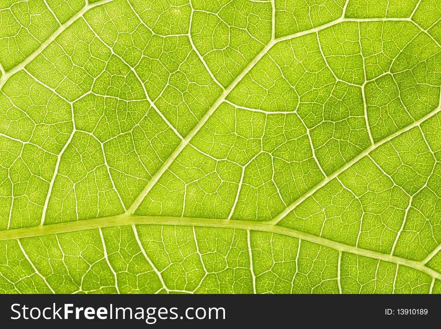 Cluse-up of a green leaf structure