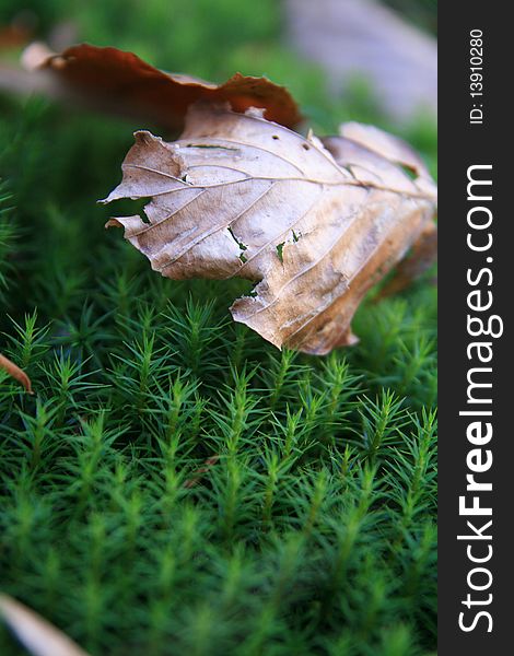 Brown leaf on green wood grass close view