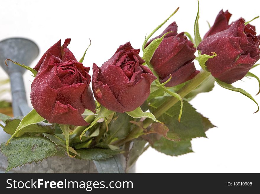 Beautiful red roses with some water drops