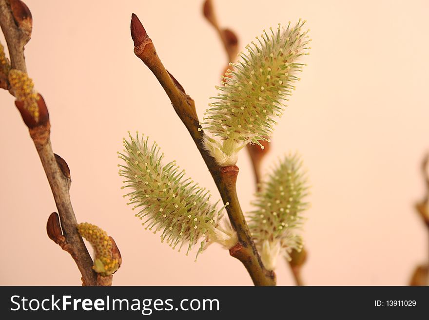 Expanded willow buds on twigs. Expanded willow buds on twigs