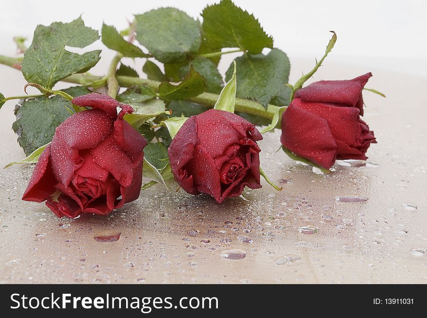 Beautiful red roses with some water drops