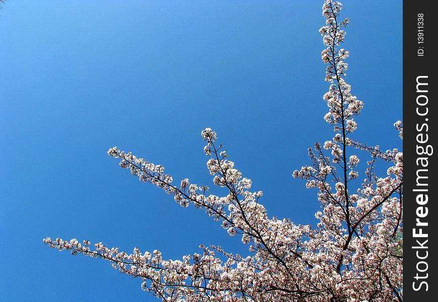 A tree blooming with white cherry blossoms against a bright blue sky. A tree blooming with white cherry blossoms against a bright blue sky