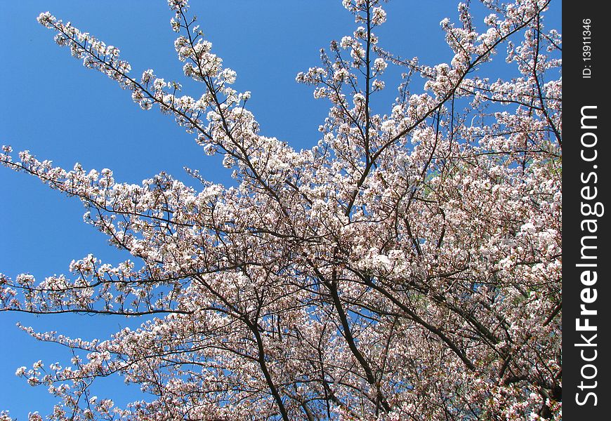 A tree blooming with white cherry blossoms against a bright blue sky