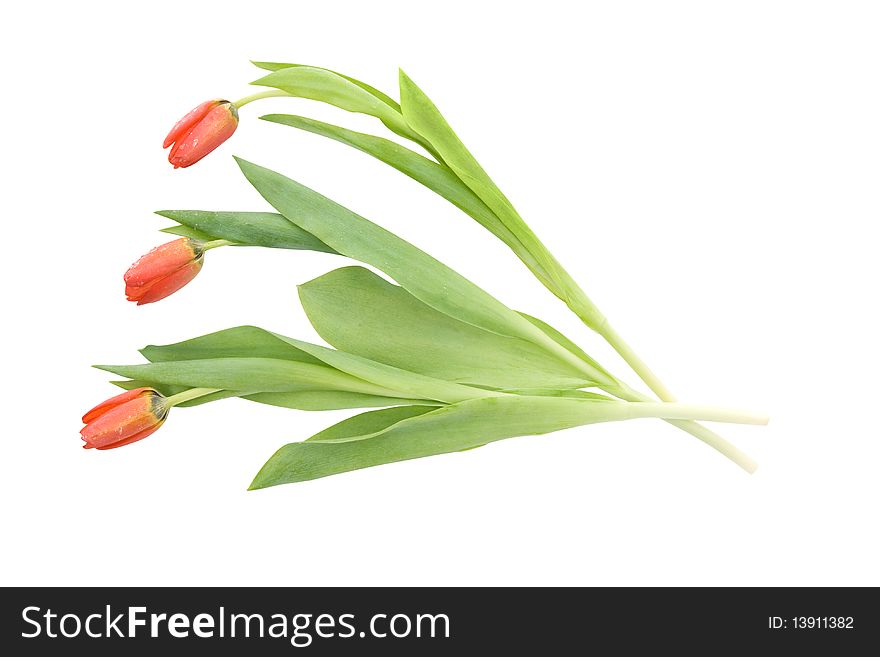 Bunch of three tulips over white background